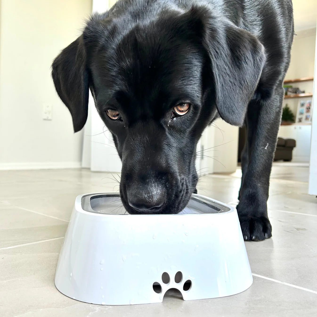 NoMess™ Water Bowl Pro